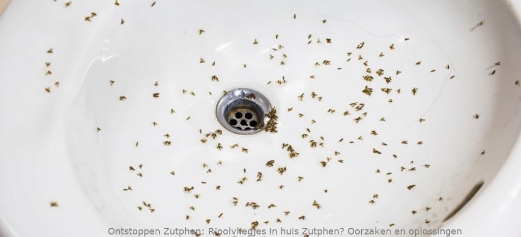 Rioolvliegjes in huis Zutphen? Oorzaken en oplossingen